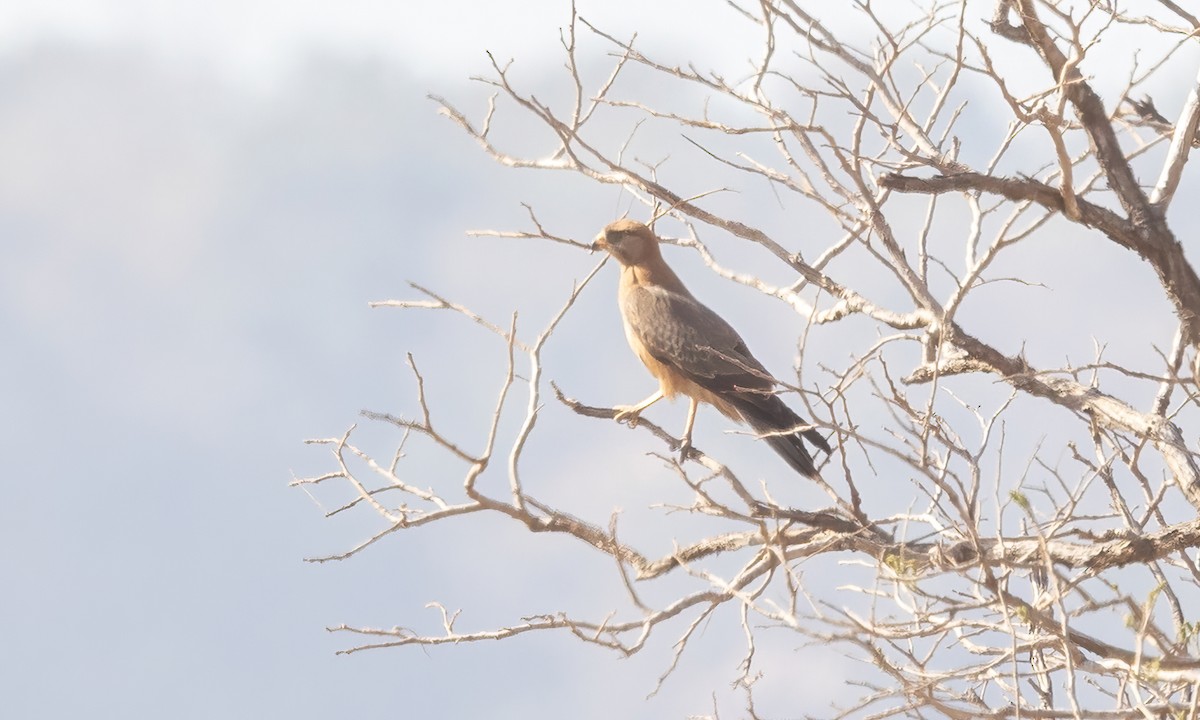 Grasshopper Buzzard - ML540828071