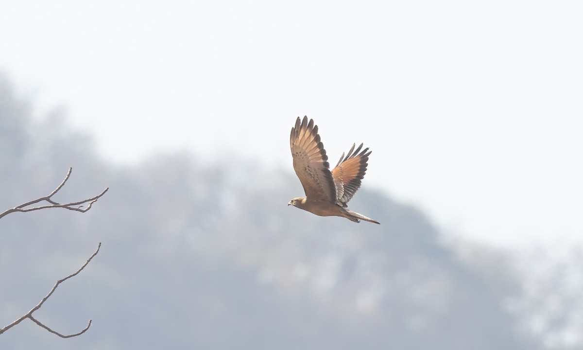 Grasshopper Buzzard - ML540828091