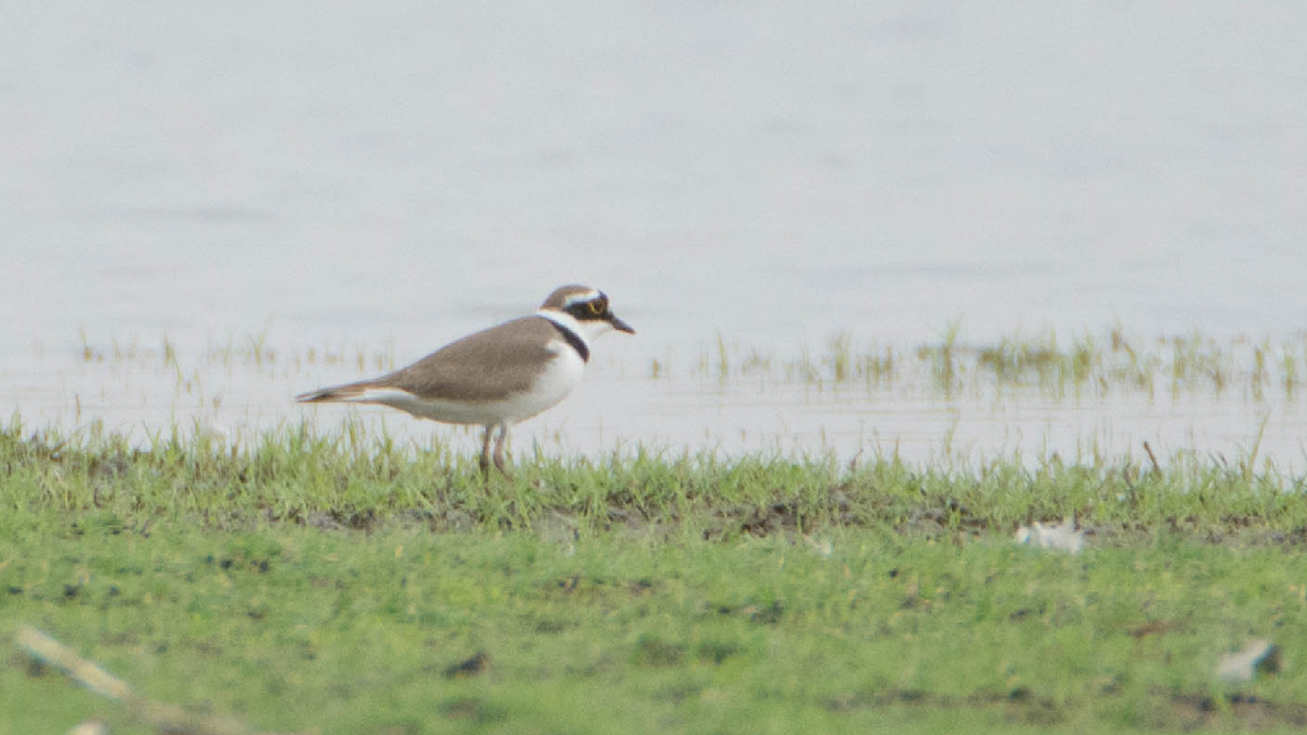 Little Ringed Plover - ML540828101