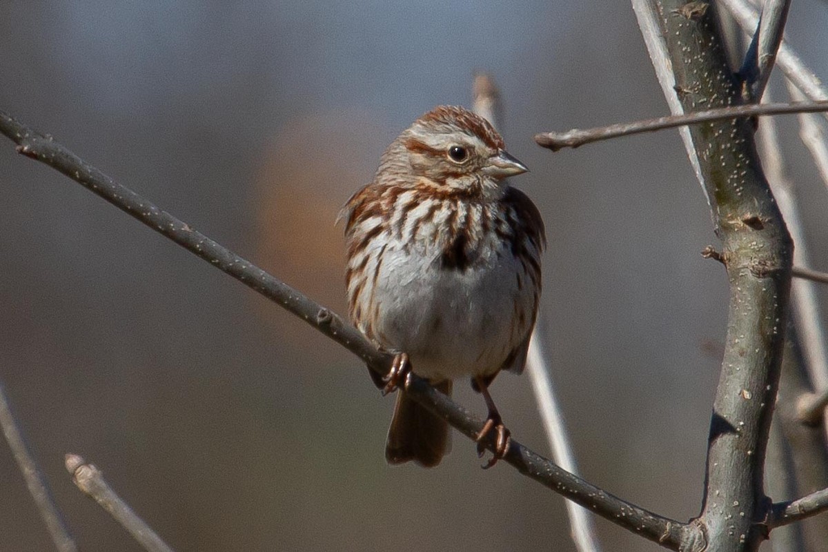 Song Sparrow - ML540828171