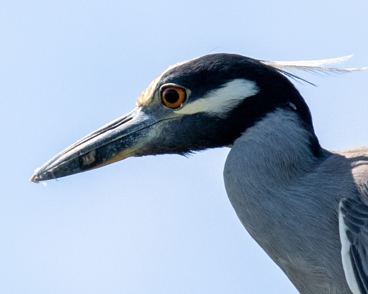 Yellow-crowned Night Heron - Mark Wilbert