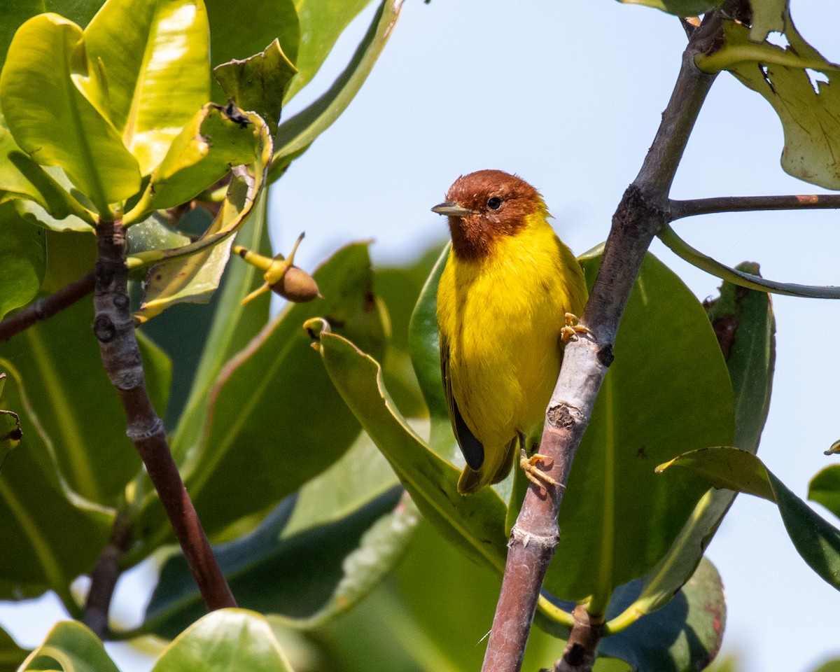 Yellow Warbler - Mark Wilbert