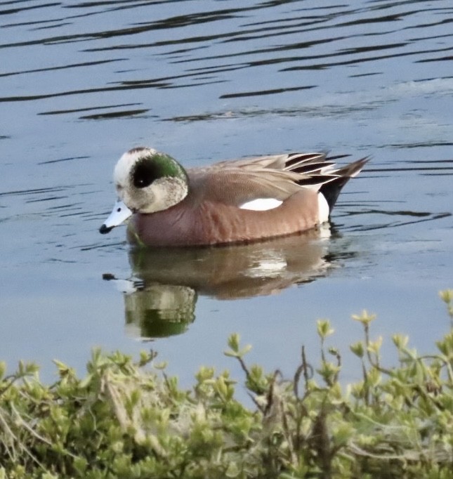 American Wigeon - ML540828571