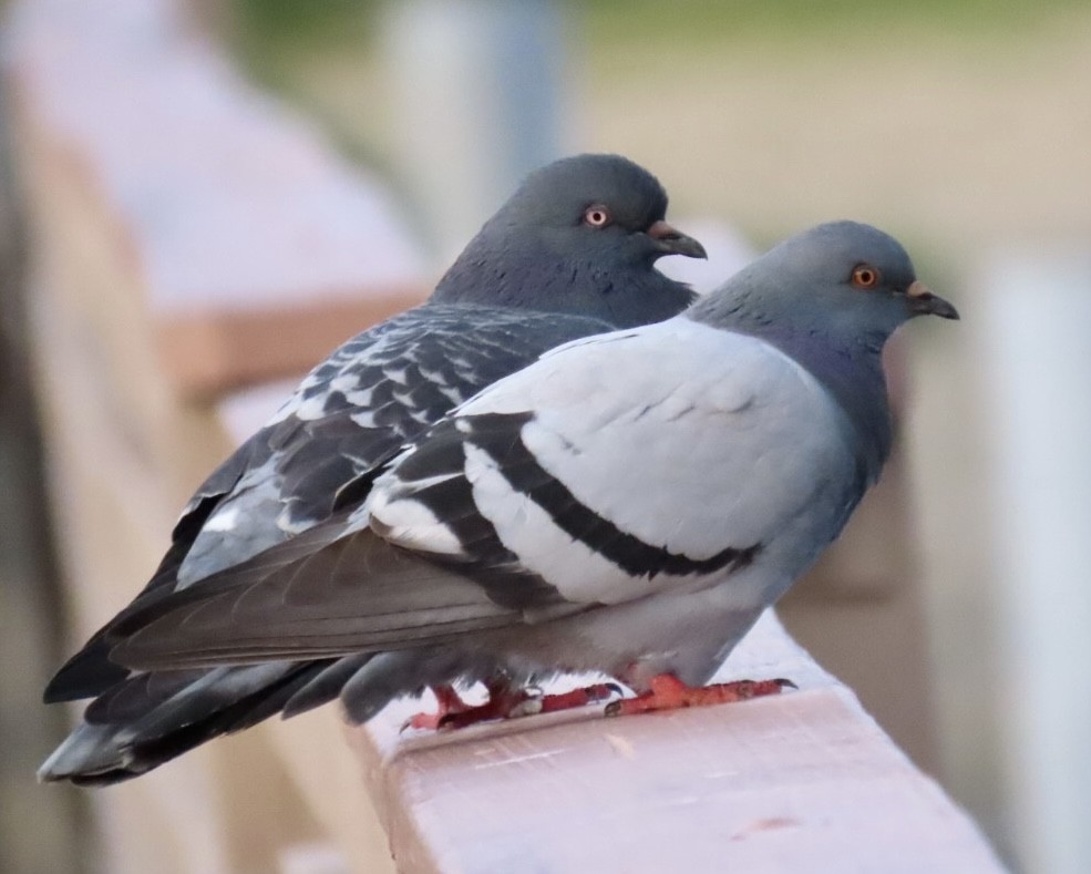 Rock Pigeon (Feral Pigeon) - ML540829061