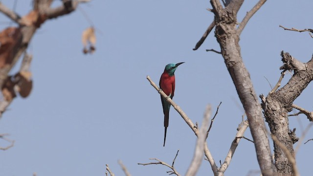 Northern Carmine Bee-eater - ML540829181