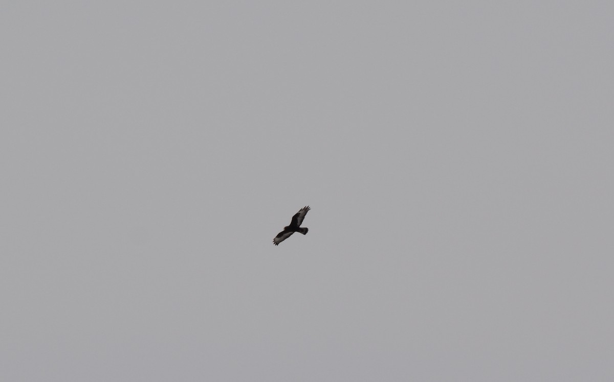 Rough-legged Hawk - ML54082981