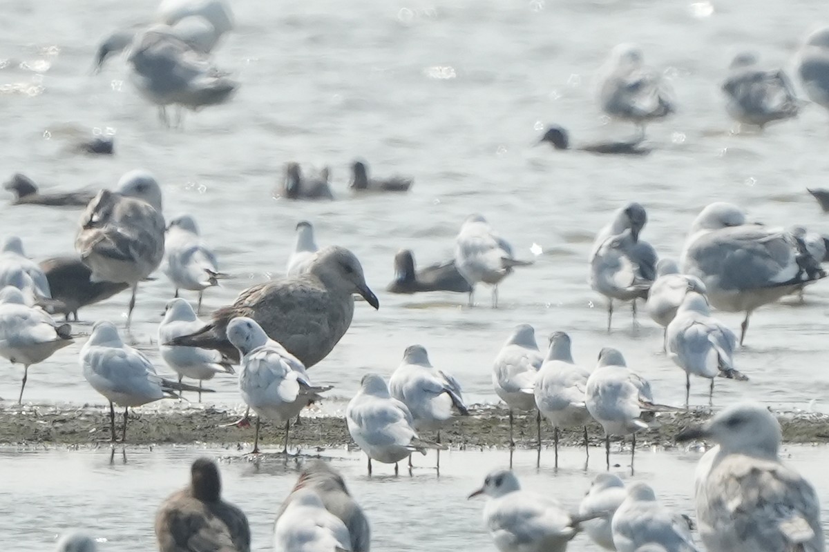 Slaty-backed Gull - ML540829921