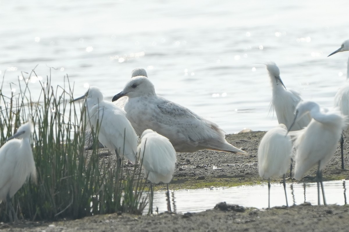 Slaty-backed Gull - ML540829931