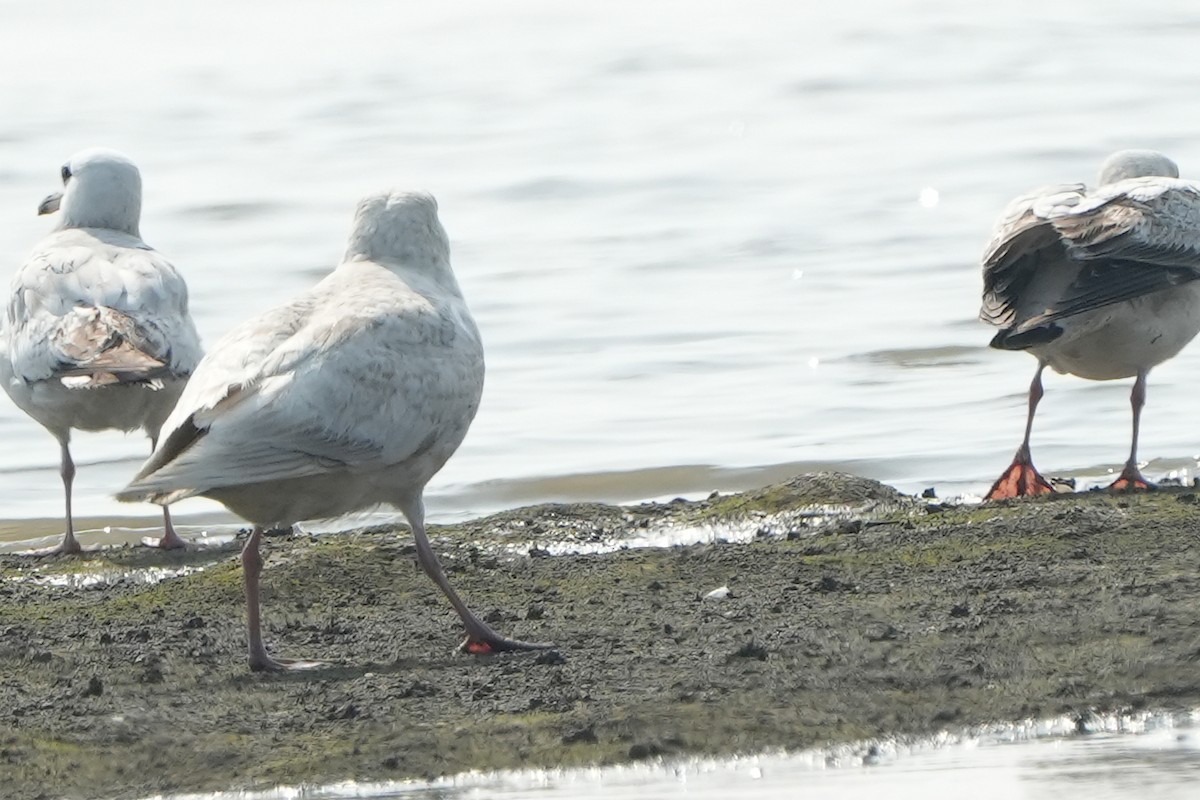 Slaty-backed Gull - ML540829941