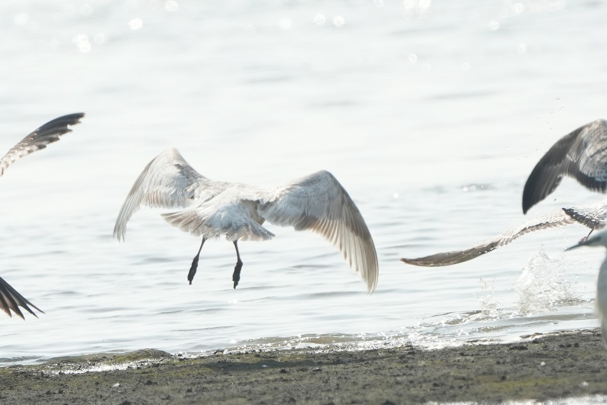 Slaty-backed Gull - ML540829951