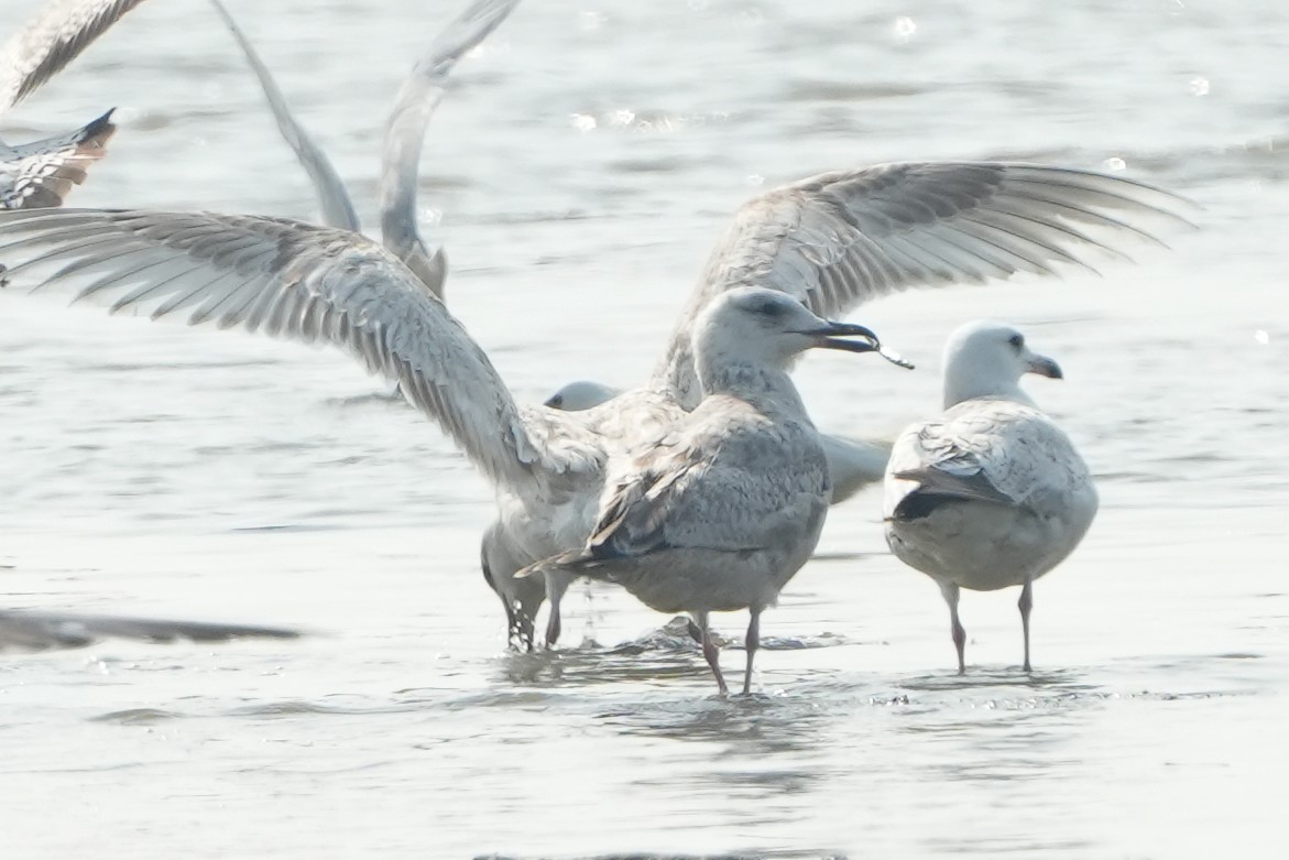 Slaty-backed Gull - ML540829961