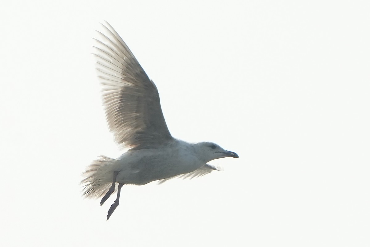 Slaty-backed Gull - ML540829971