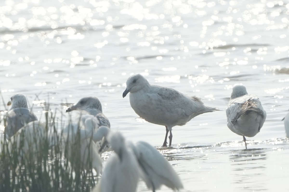 Slaty-backed Gull - ML540829981