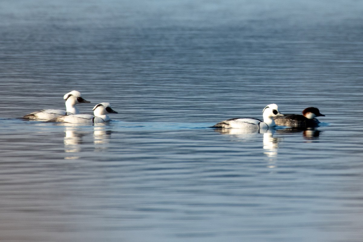 Smew - ML540831011