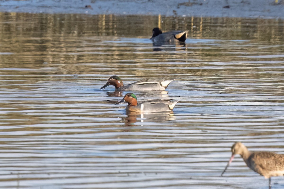 Green-winged Teal (Eurasian) - ML540831441