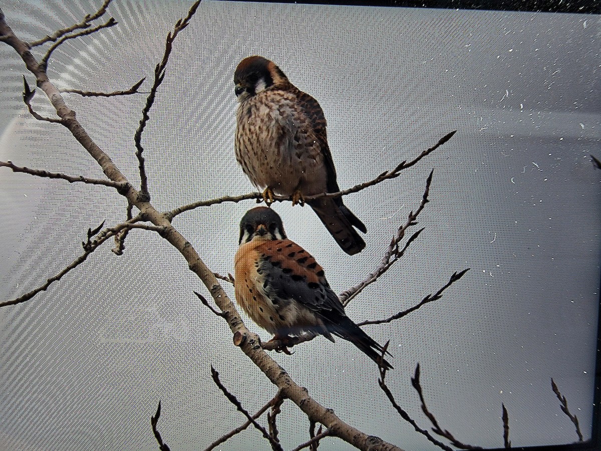 American Kestrel - ML540831691