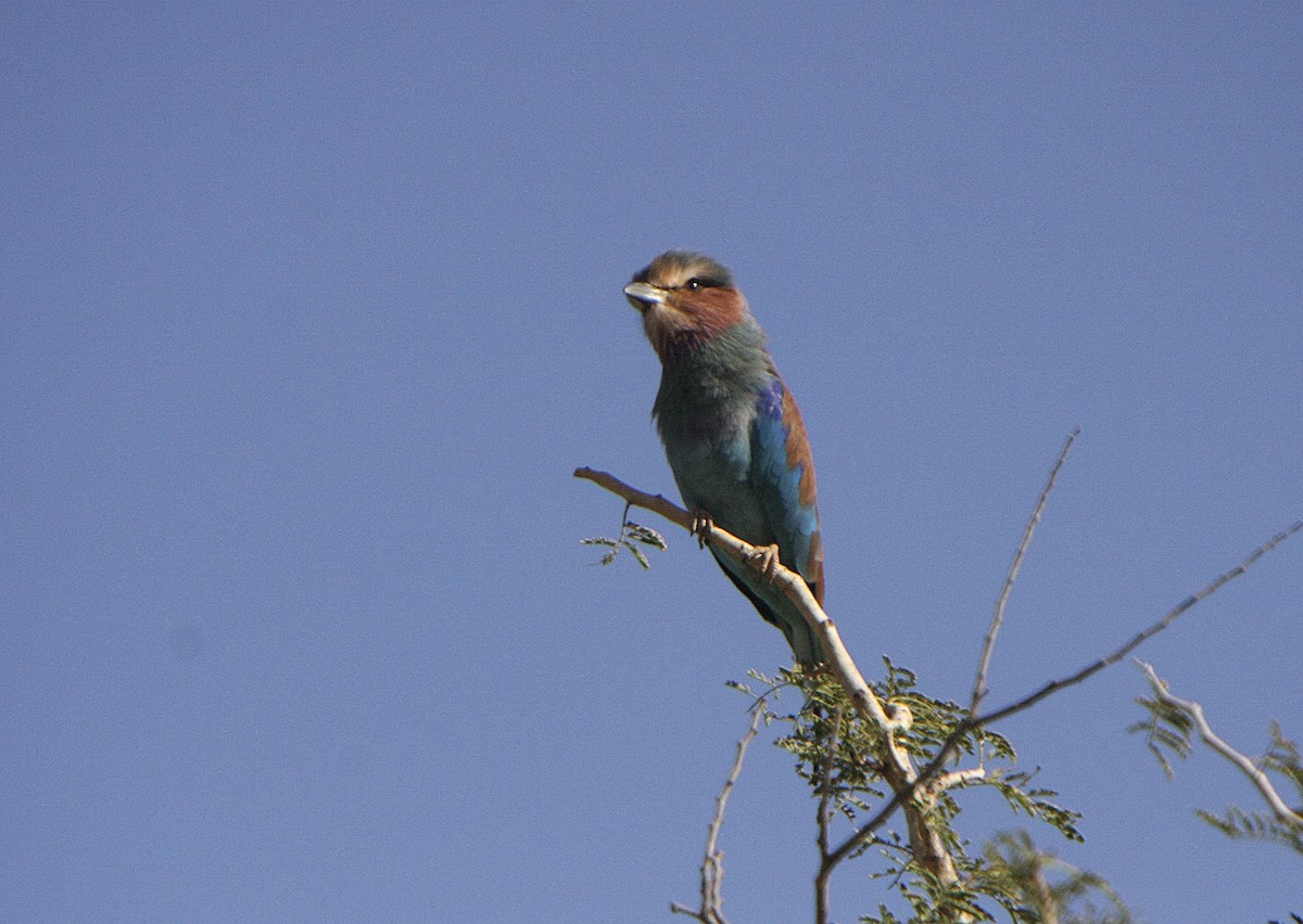 Lilac-breasted Roller - ML540833001