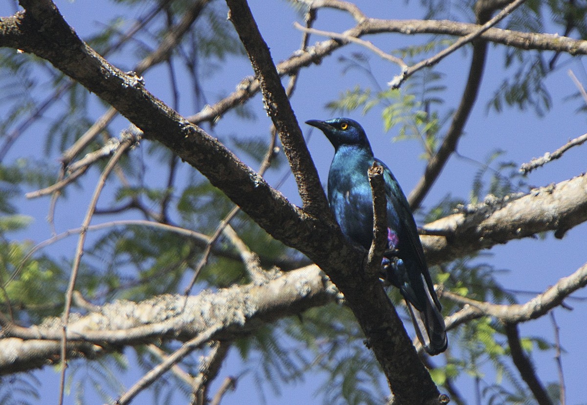 Greater Blue-eared Starling - ML540833071