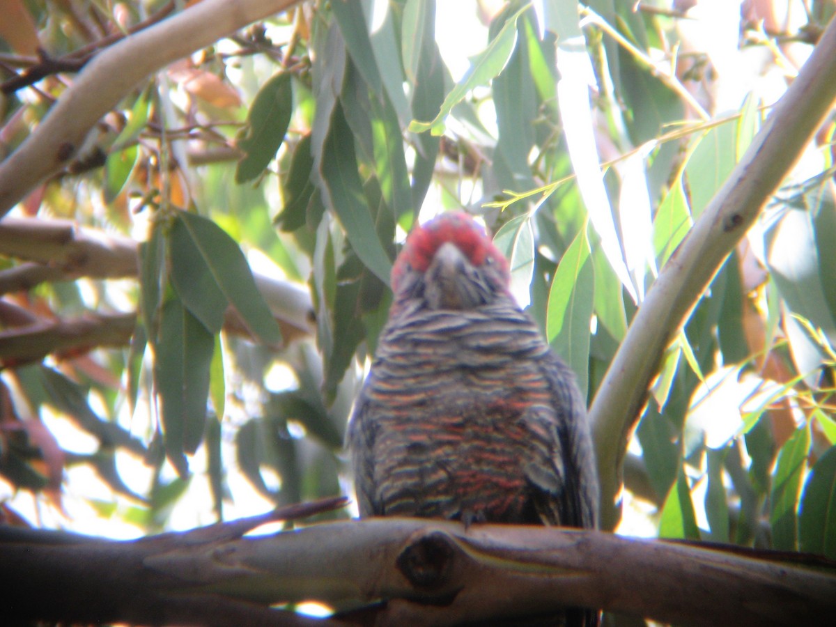 Gang-gang Cockatoo - ML540833121