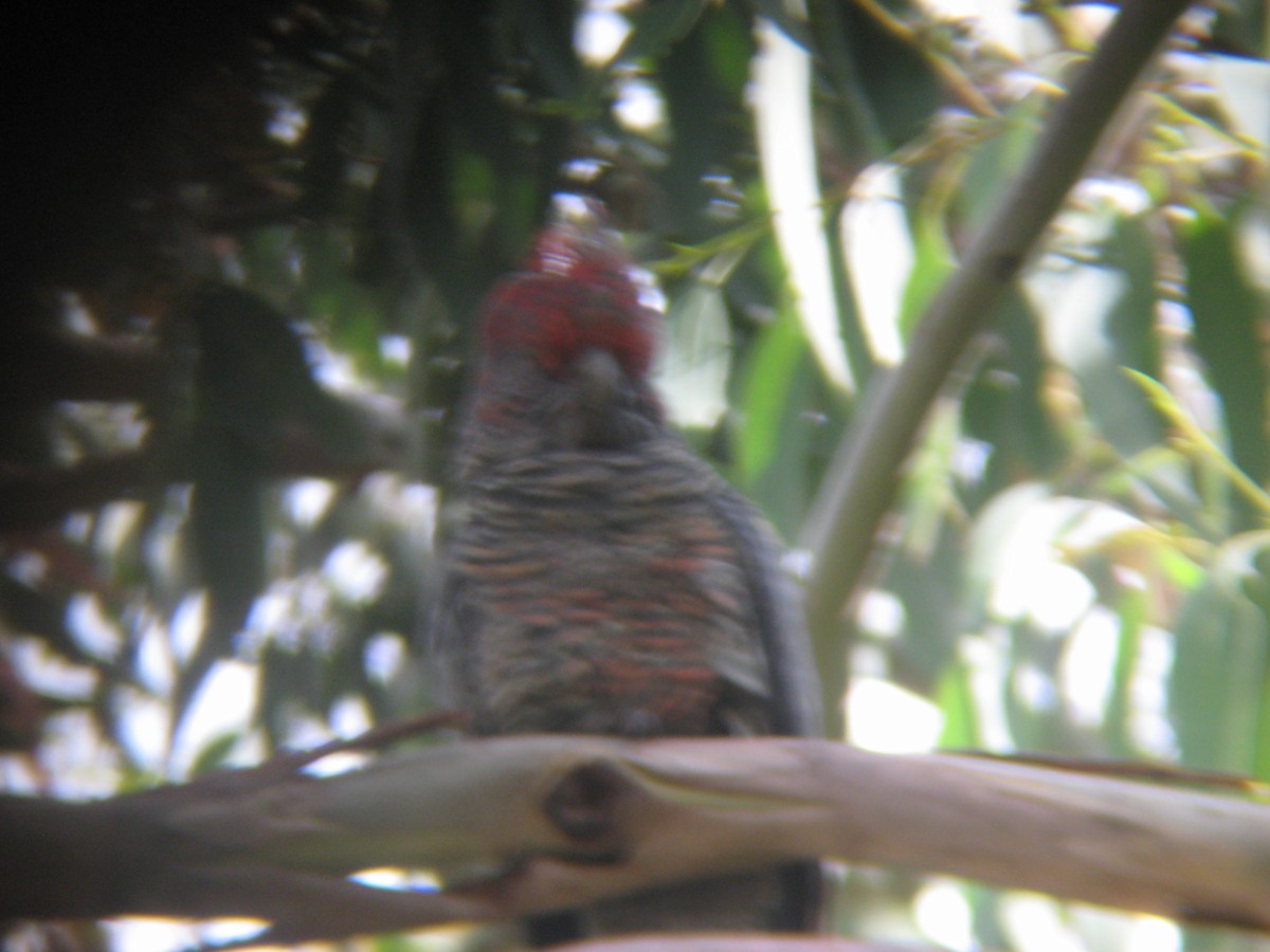 Gang-gang Cockatoo - ML540833201