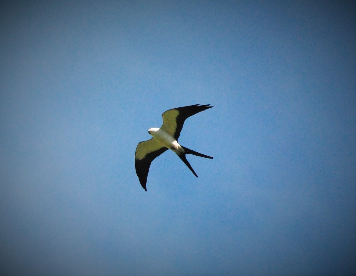 Swallow-tailed Kite - ML540833811
