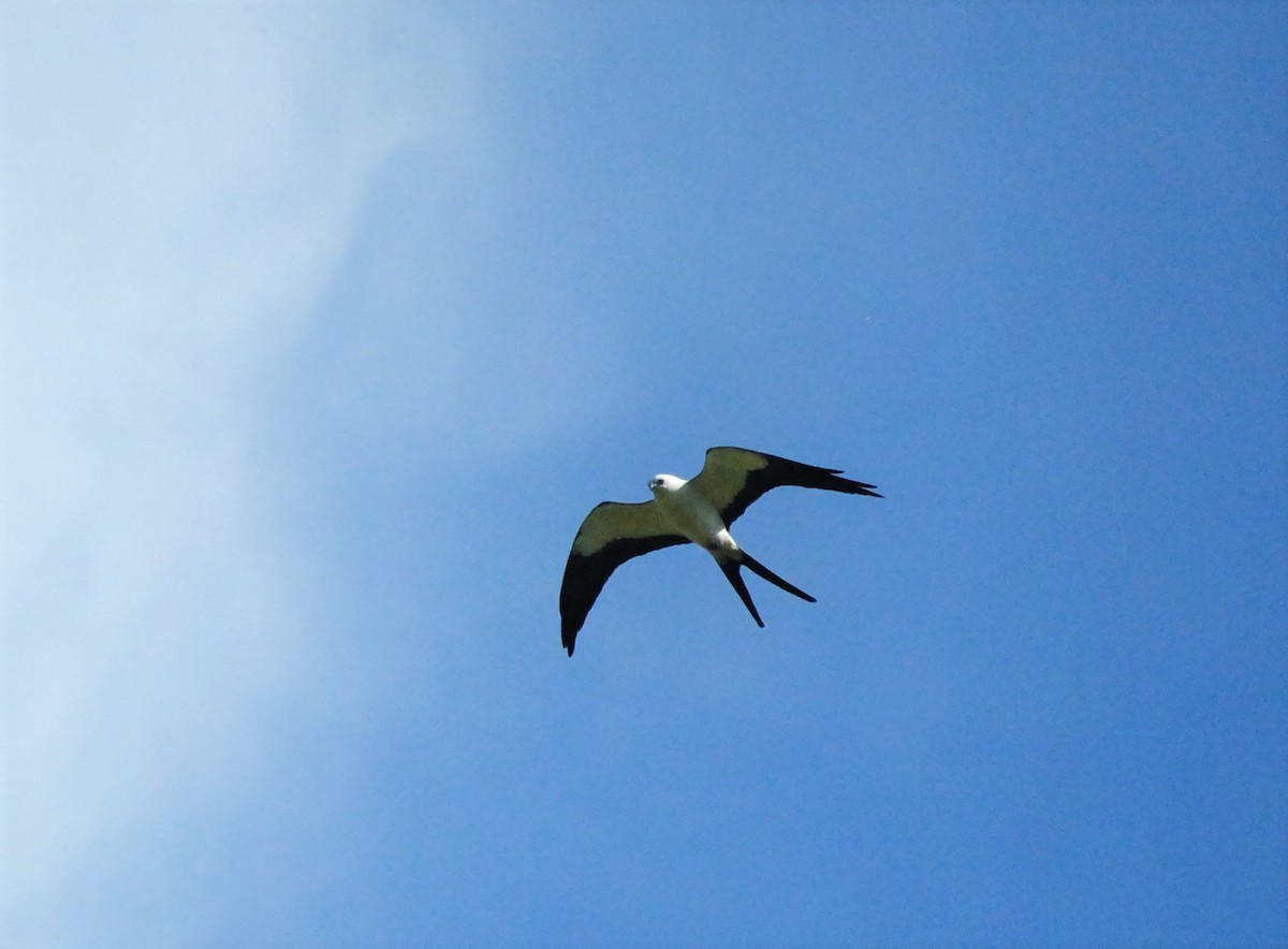 Swallow-tailed Kite - ML540833821