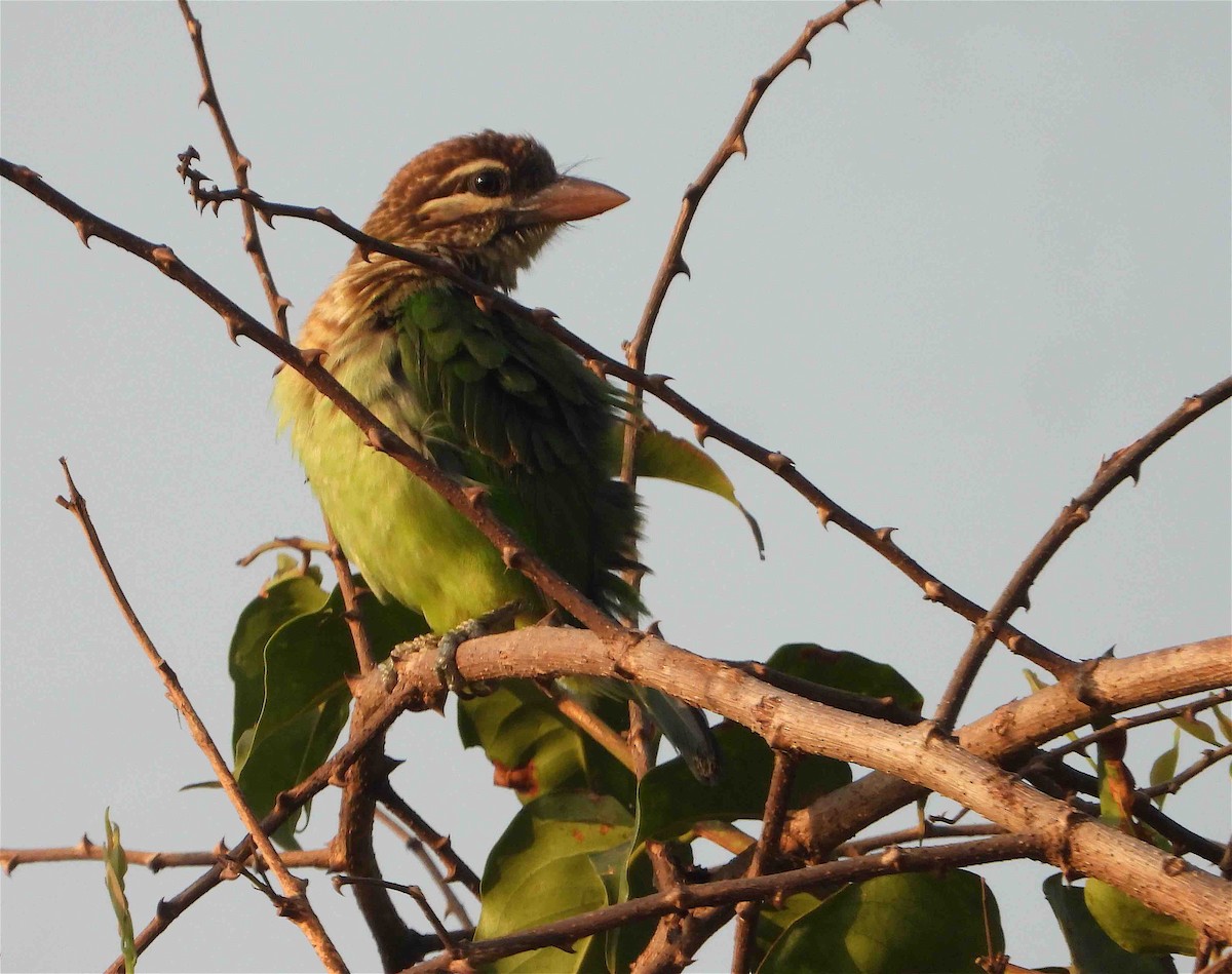 White-cheeked Barbet - ML540835411