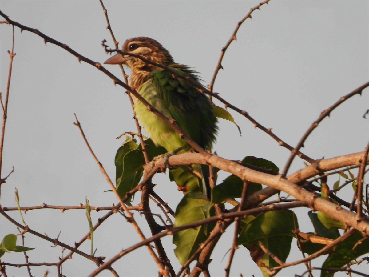 White-cheeked Barbet - ML540835421