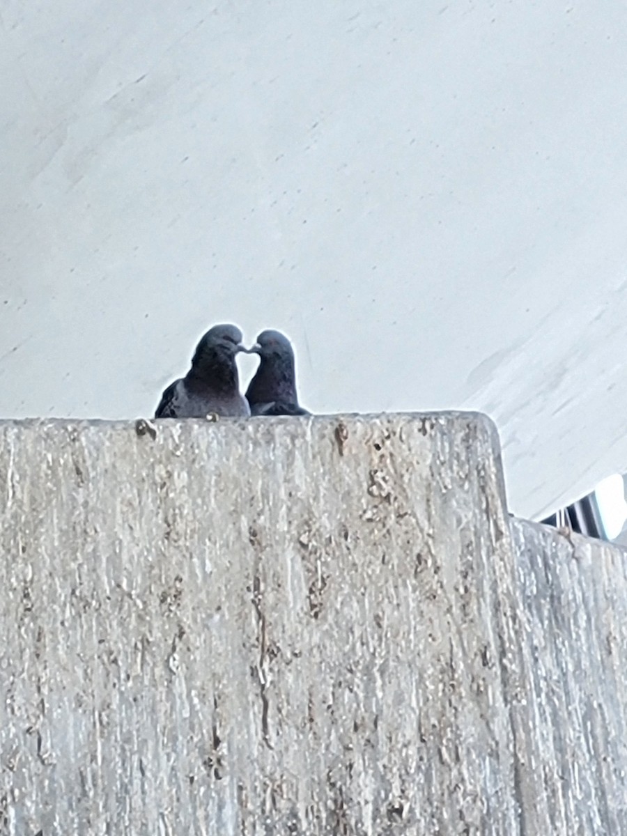 Rock Pigeon (Feral Pigeon) - ML540835571