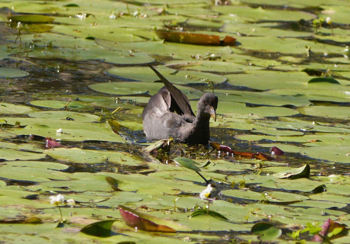 Dusky Moorhen - ML54083661