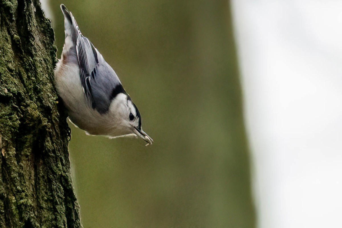 White-breasted Nuthatch - Gustino Lanese