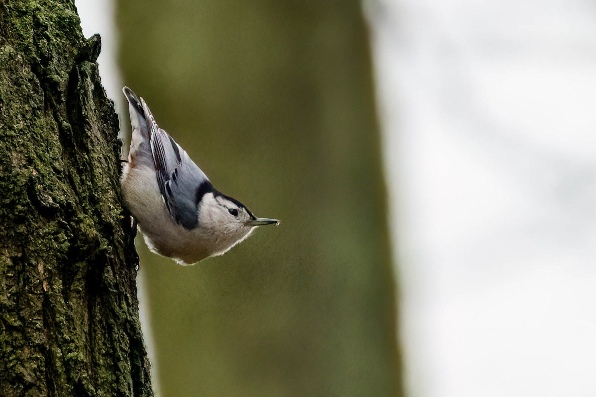 White-breasted Nuthatch - ML540838811