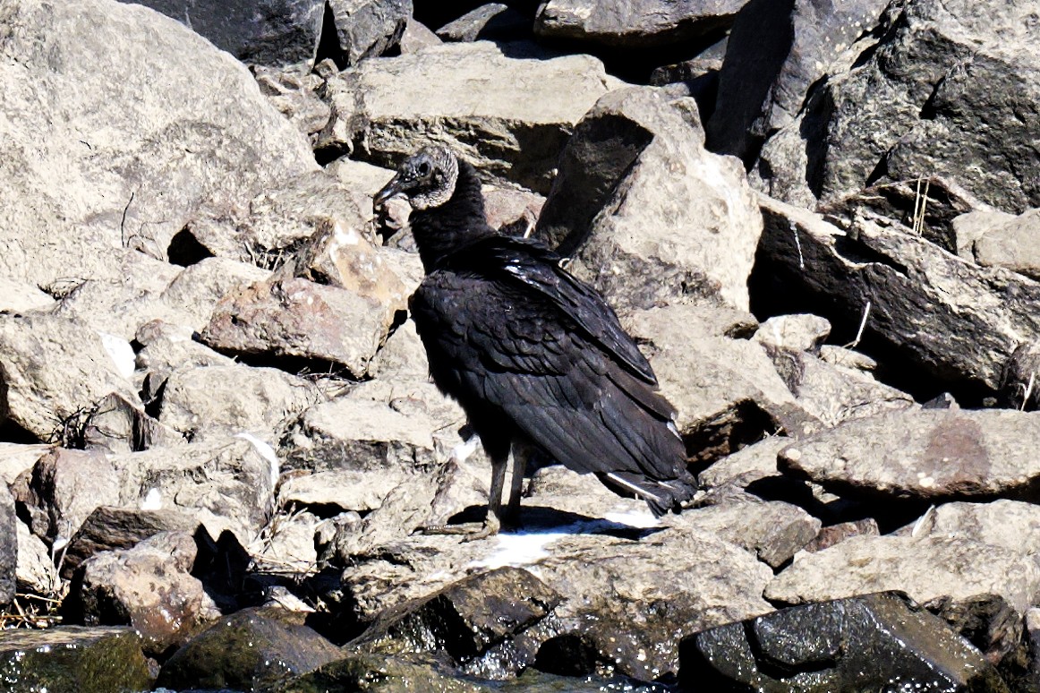 Black Vulture - ML540839281