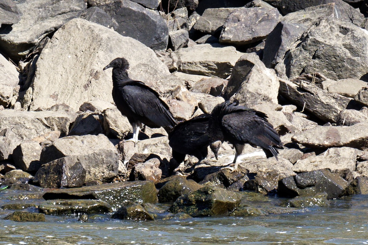 Black Vulture - ML540839291