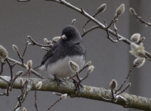 Dark-eyed Junco - Neal Fitzsimmons