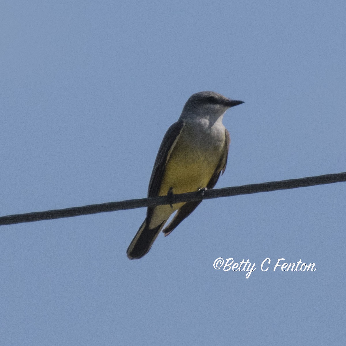 Western Kingbird - ML54084211