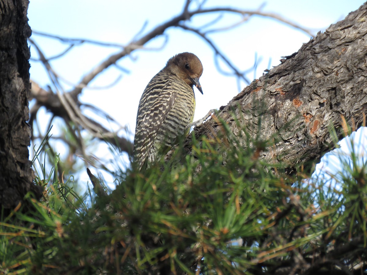 Williamson's Sapsucker - ML540842481