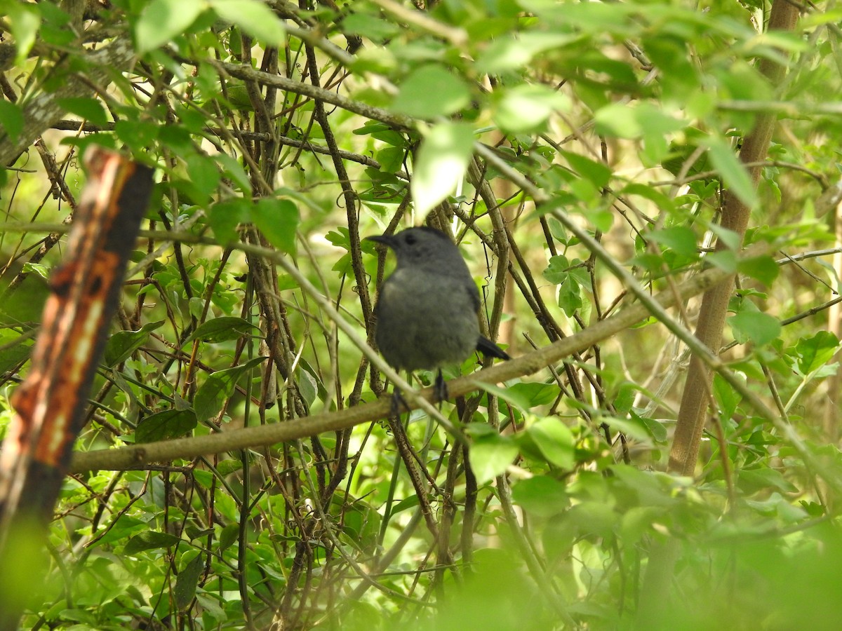 Gray Catbird - ML540843021