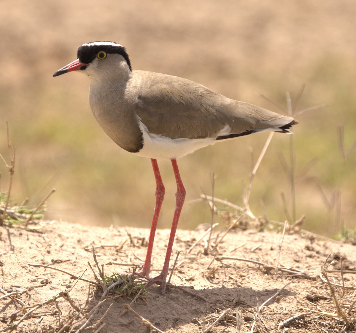 Crowned Lapwing - ML540843891