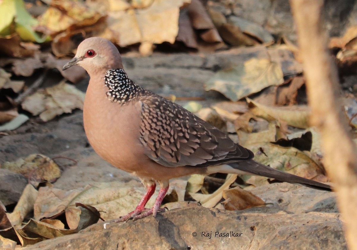 Spotted Dove - ML540844821