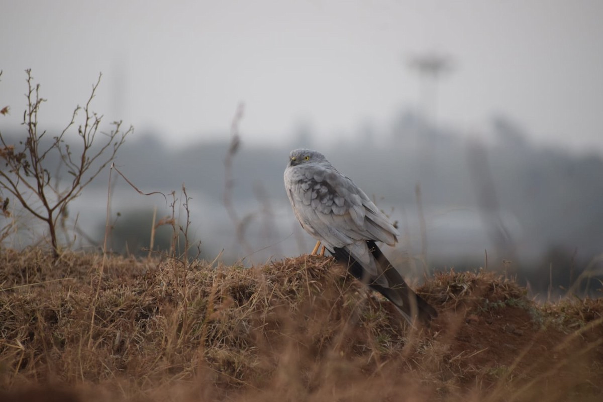 Montagu's Harrier - Sindhu Pawar