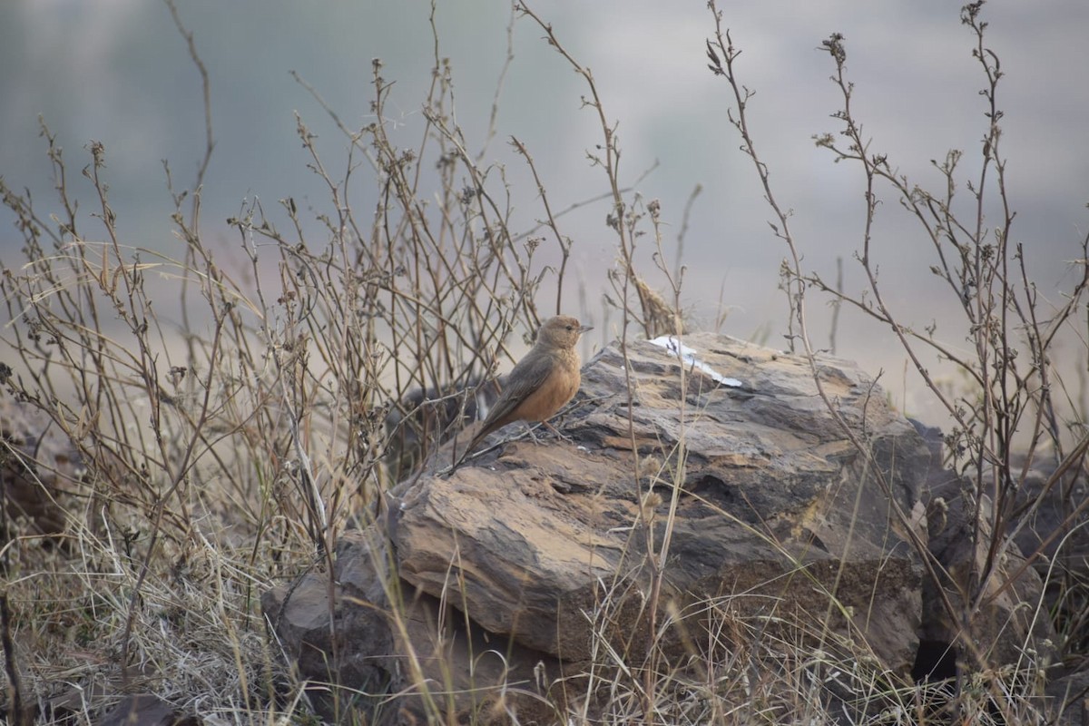 Rufous-tailed Lark - ML540846801