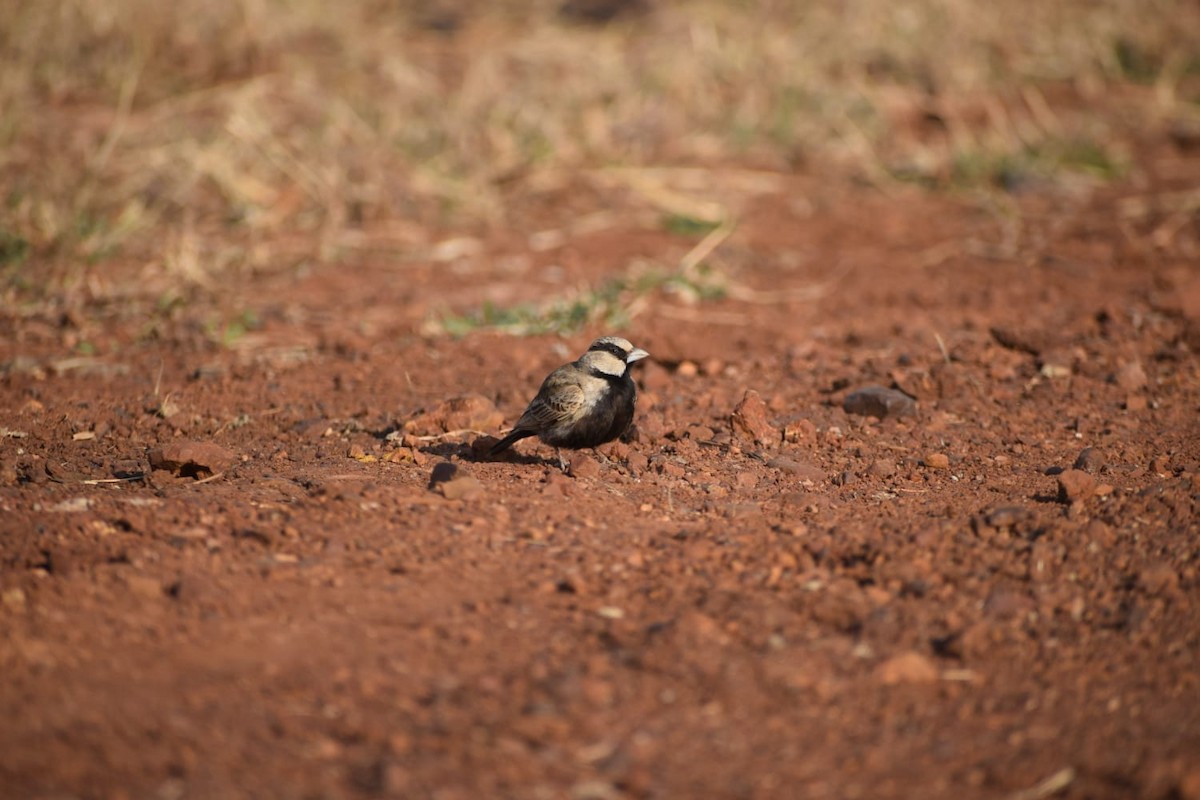 Ashy-crowned Sparrow-Lark - Sindhu Pawar