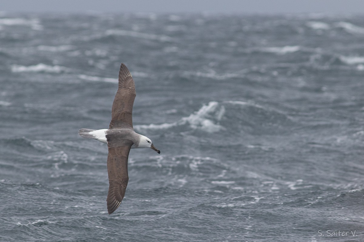 Albatros à sourcils noirs (melanophris) - ML540847481
