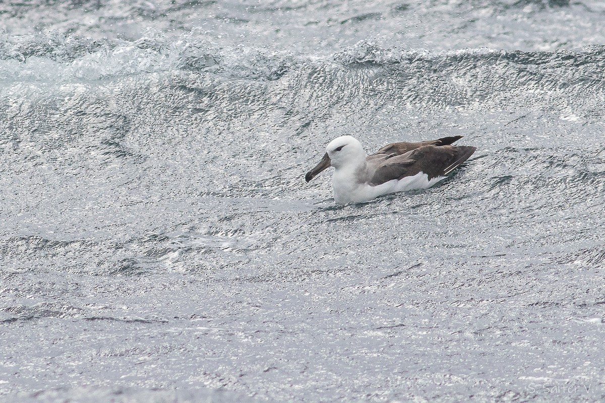 Albatros à sourcils noirs (melanophris) - ML540847491