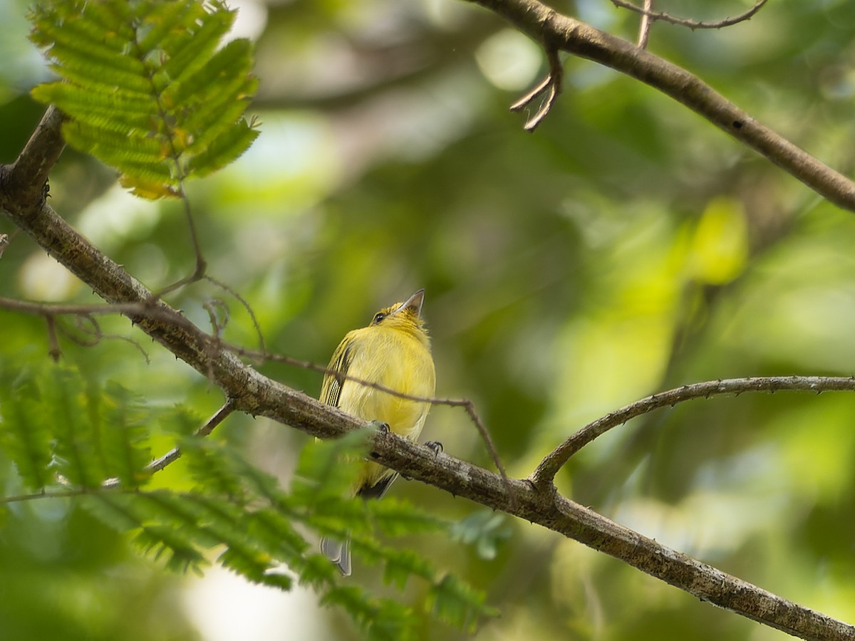 Ochre-lored Flatbill - ML540847961