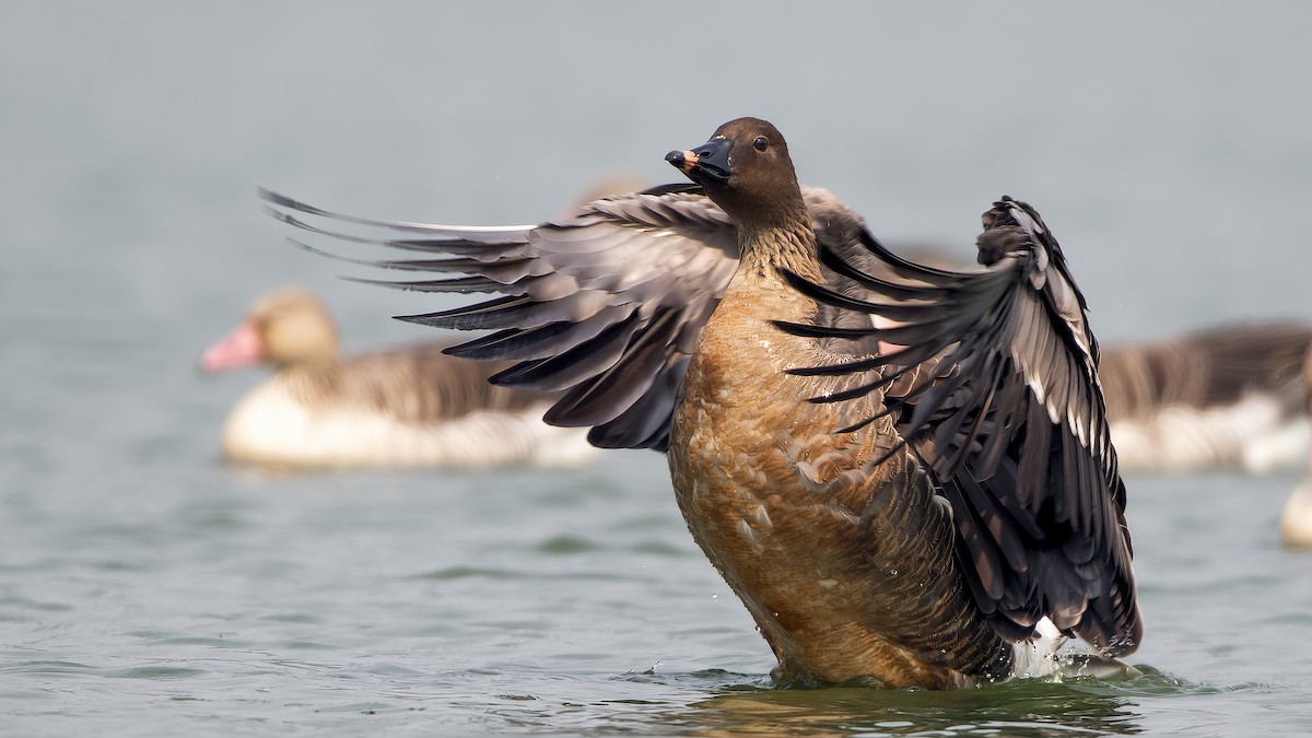 Tundra Bean-Goose - ML540848041