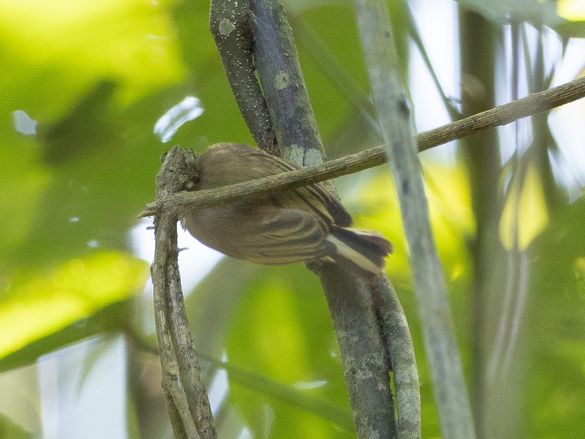 Olivaceous Piculet - ML540848181