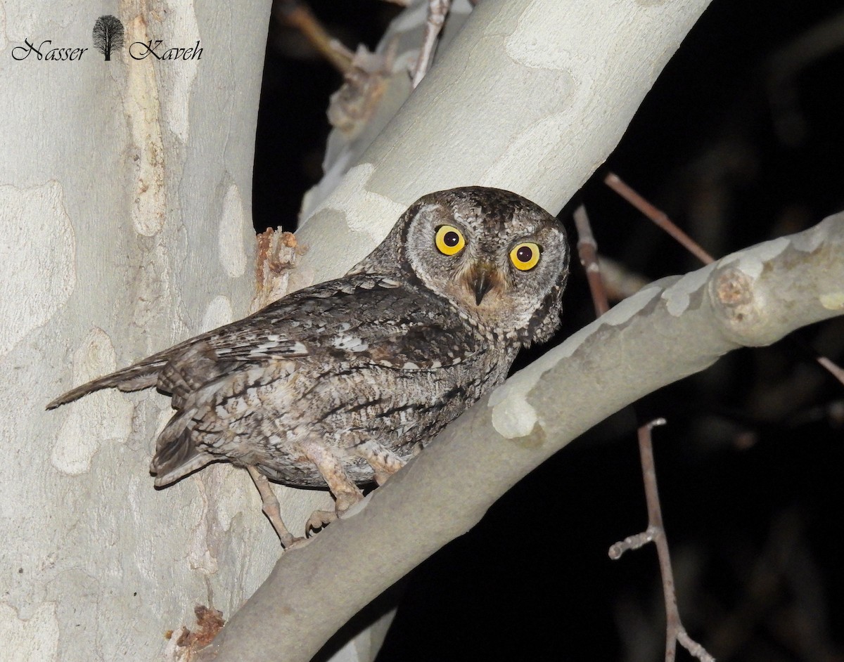 Cyprus Scops-Owl - ML540848741