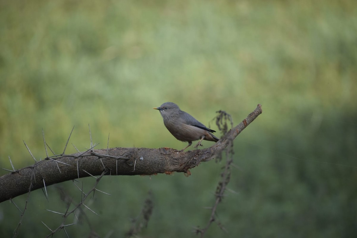 Chestnut-tailed Starling - Sindhu Pawar